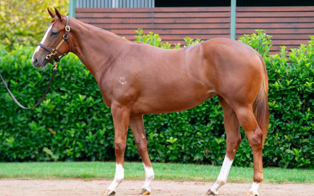 Un-named (Toronado – Swift Sis)